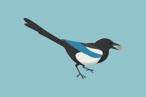 Magpie--Feng Shui Bird Symbols to Renew and Inspire