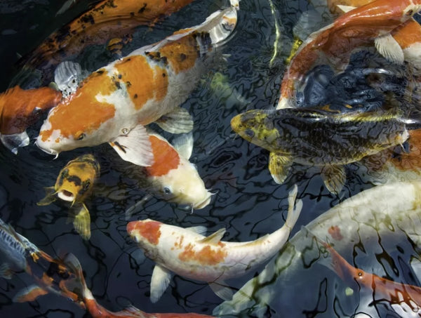 Using Koi Fish In Feng Shui for Wealth | FengshuiGallary